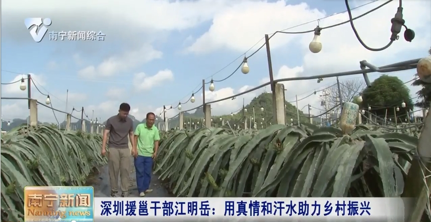 深圳援邕干部江明岳：用真情和汗水助力乡村振兴