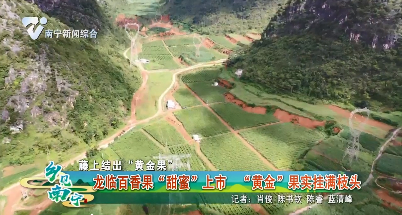 【藤上结出“黄金百香果”】龙临百香果“甜蜜上市”“黄金”过时挂满枝头