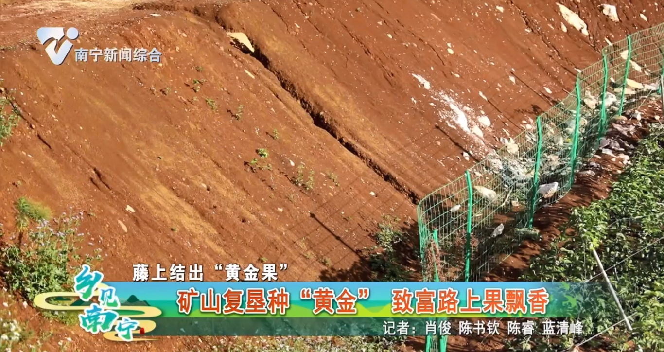 【藤上结出“黄金果”】矿山复垦种“黄金” 致富路上果飘香