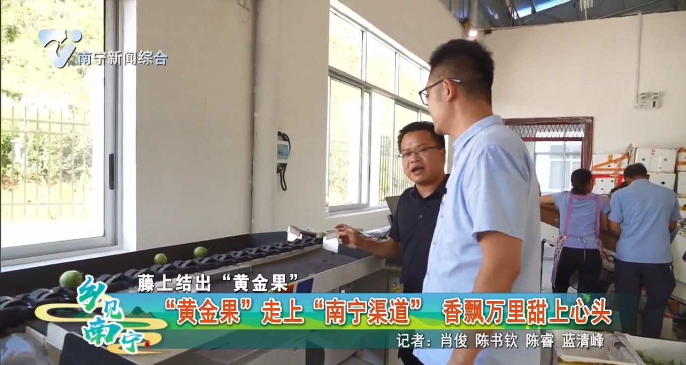 【藤上结出“黄金果”】“黄金果”走上“南宁渠道” 香飘万里甜上心头