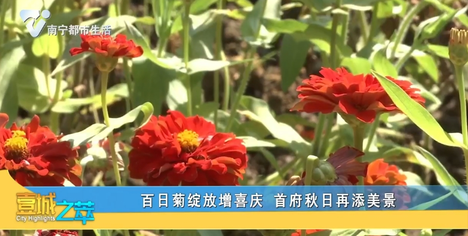 百日菊绽放增喜庆 首府秋日再添美景