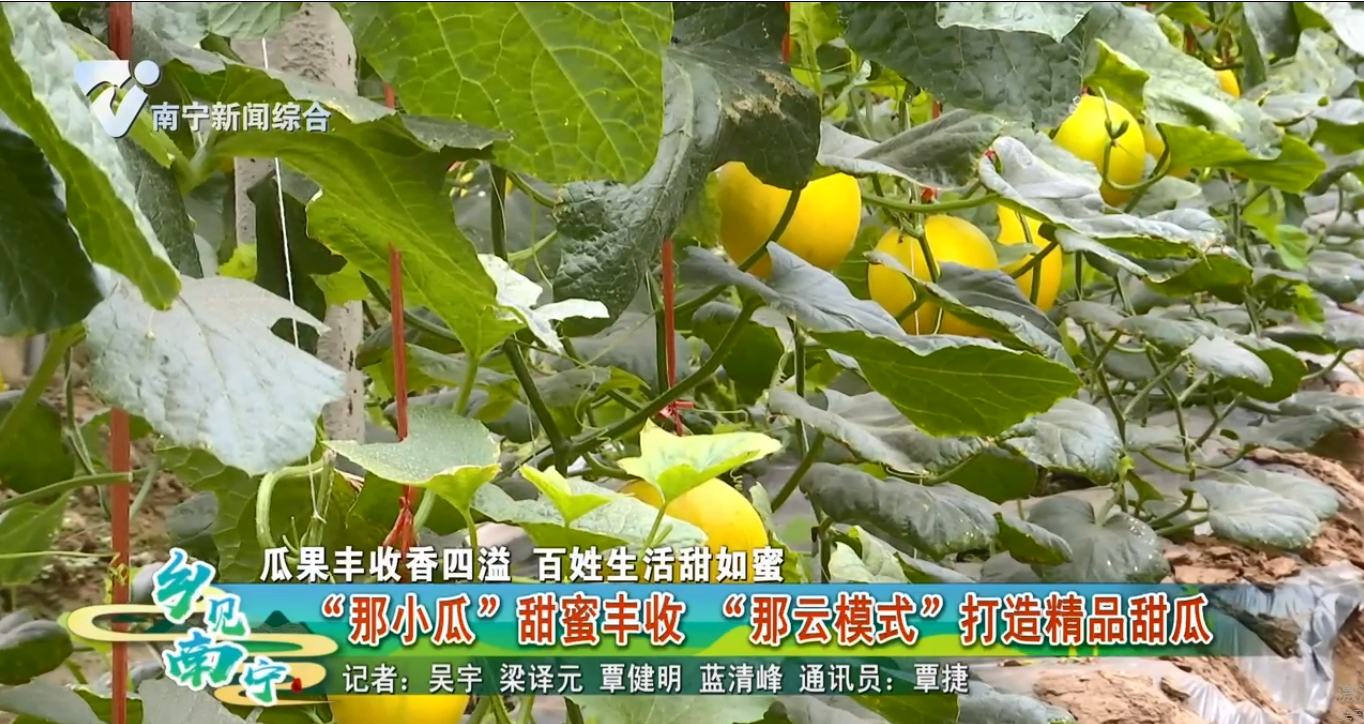 【瓜果丰收香四溢 百姓生活甜如蜜】“那小瓜”甜蜜丰收  “那云模式”打造精品甜瓜