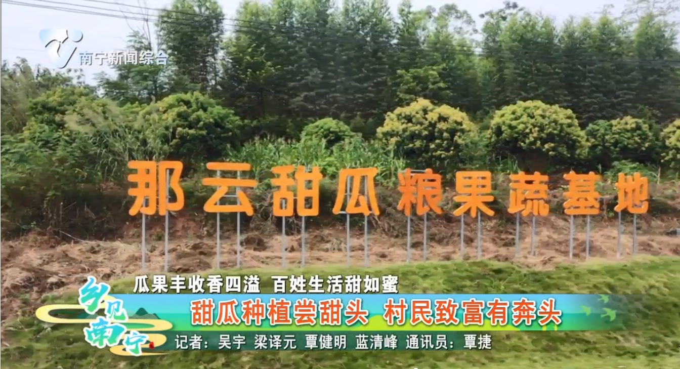 【瓜果丰收香飘四溢出 百姓生活甜如蜜】甜瓜种植尝甜头 村民致富有奔头