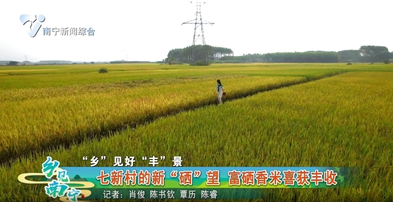 【“乡”见好“丰”景 】七新村的新“硒”望 富硒香米喜获丰收