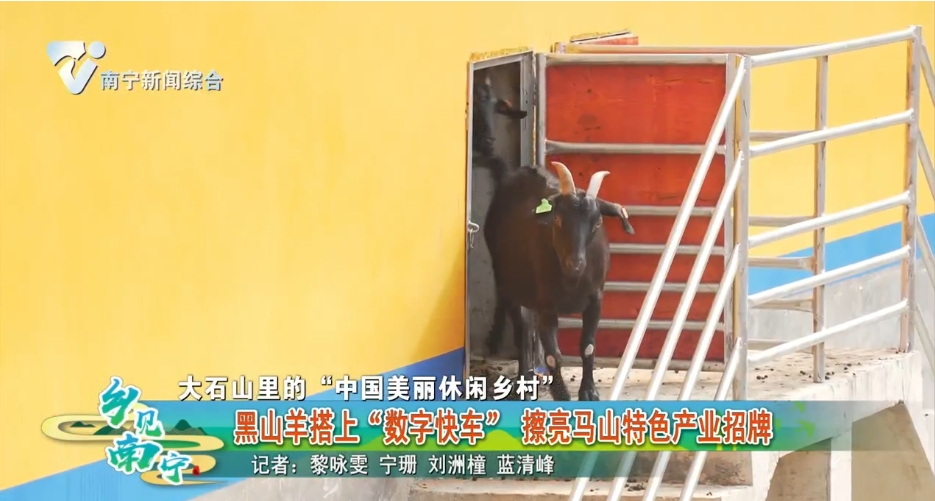 【大石山里的“中国美丽休闲乡村”】黑山羊搭上“数字快车” 擦亮马山特色产业招牌
