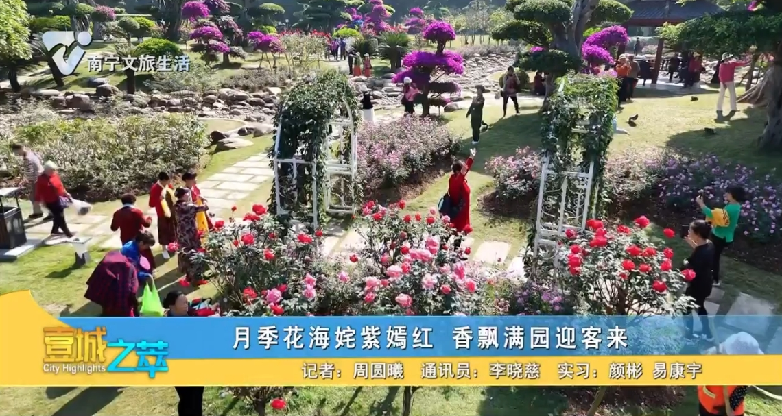 月季花海姹紫嫣红 香飘满园迎客来