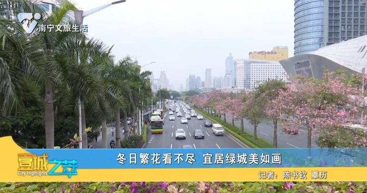 冬日繁花看不尽 宜居绿城美如画
