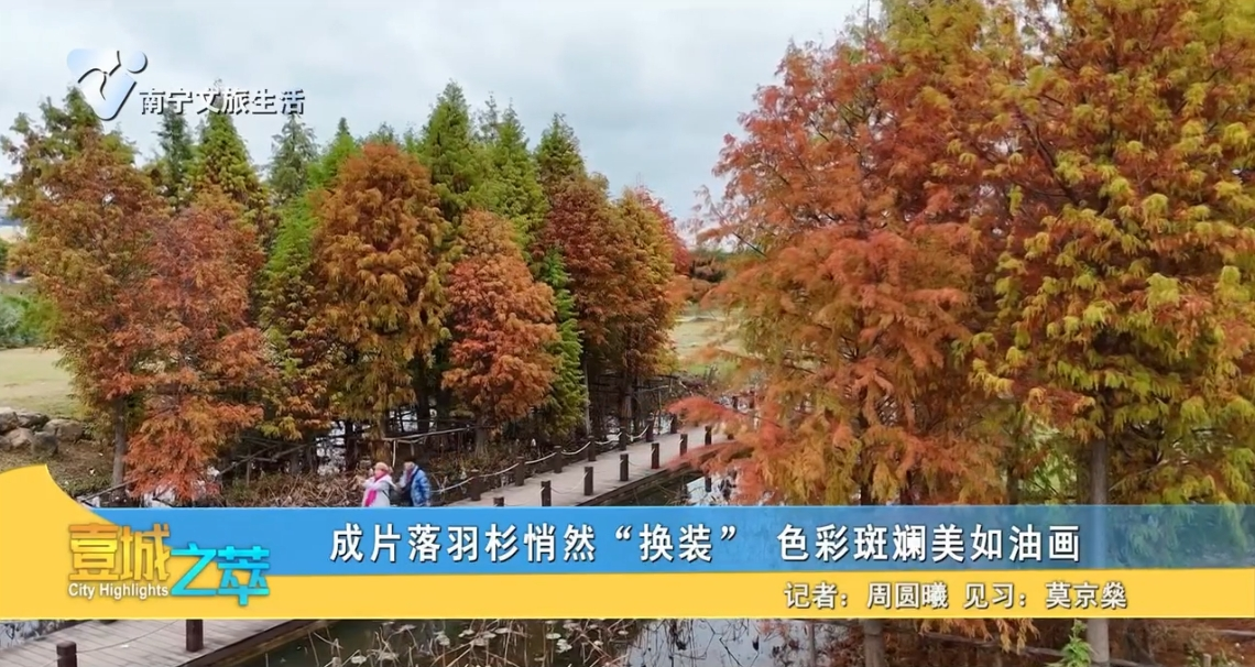 成片落羽杉悄然“换装” 色彩斑斓美如油画