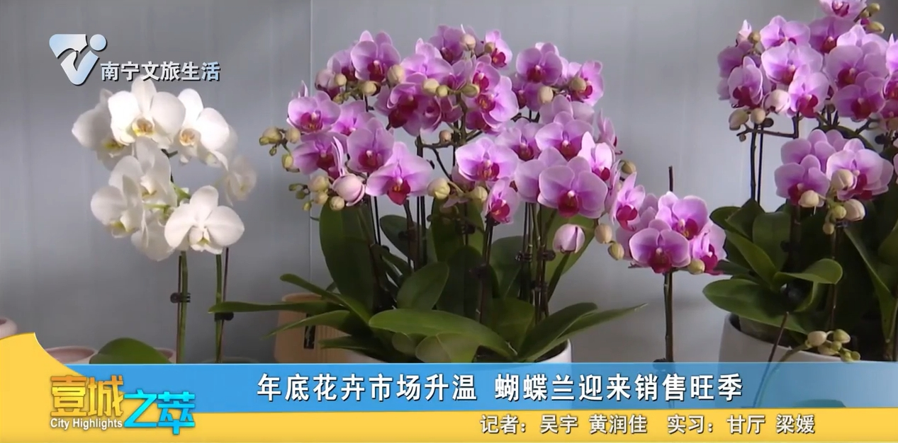 年底花卉市场升温 蝴蝶兰迎来销售旺季
