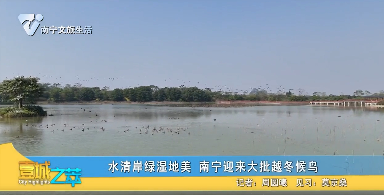 水清岸绿湿地美 南宁迎来大批越冬候鸟
