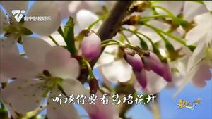 歌曲《我请春天来山寨》