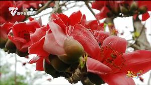 歌曲《相约木棉花》