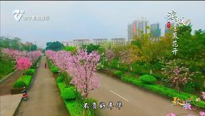 歌曲《滨城紫薇花开》