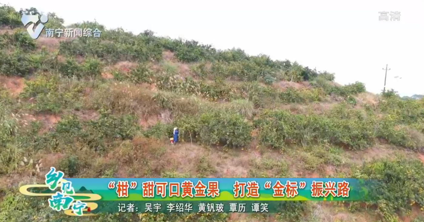 “柑”甜可口黄金果 打造“金标”振兴路