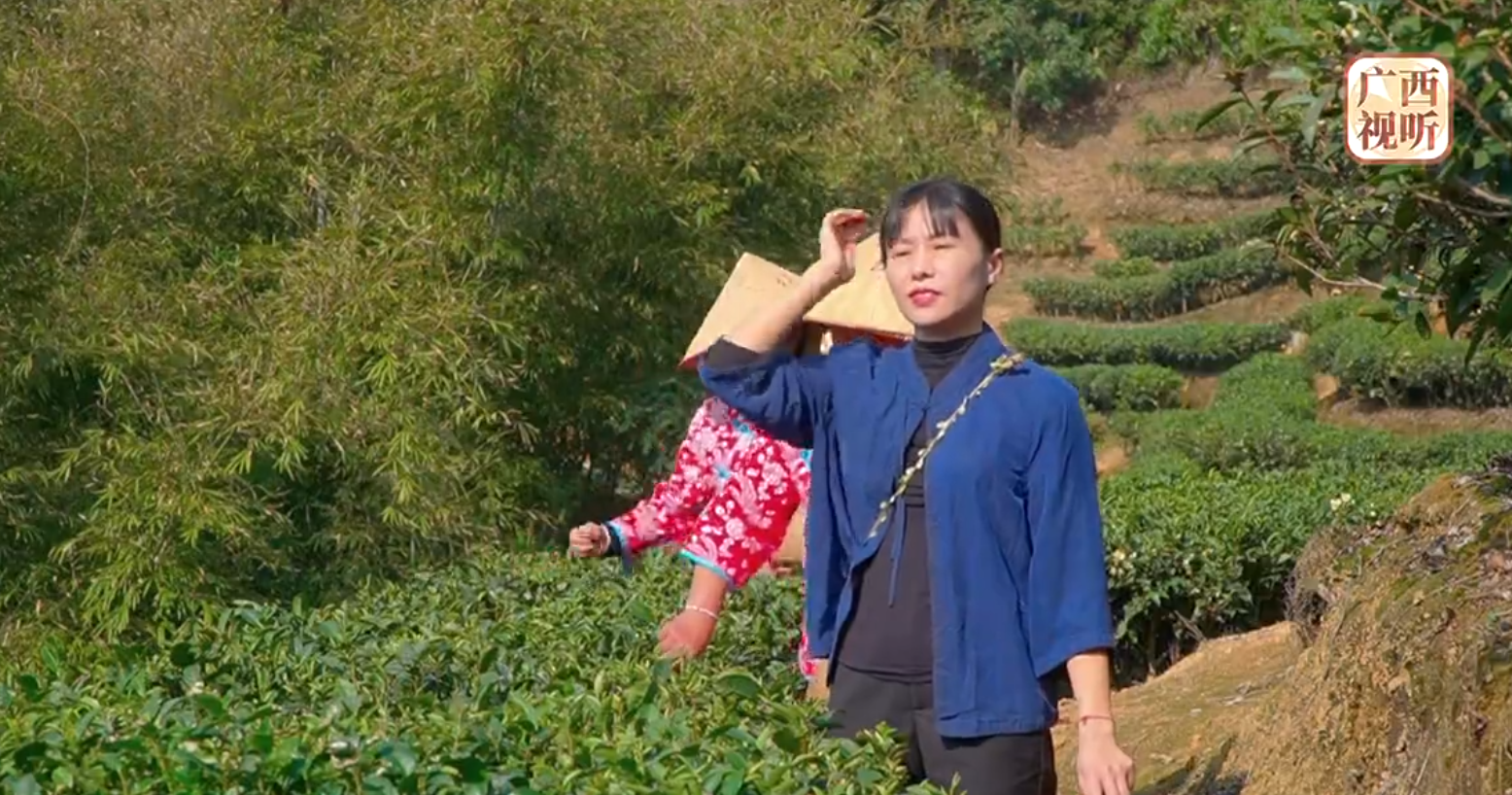 《我当代表为人民》：以茶为媒 振兴乡村