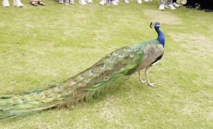 惊喜！孔雀来到“爱在南宁”相亲大会，你听过孔雀的叫声吗？