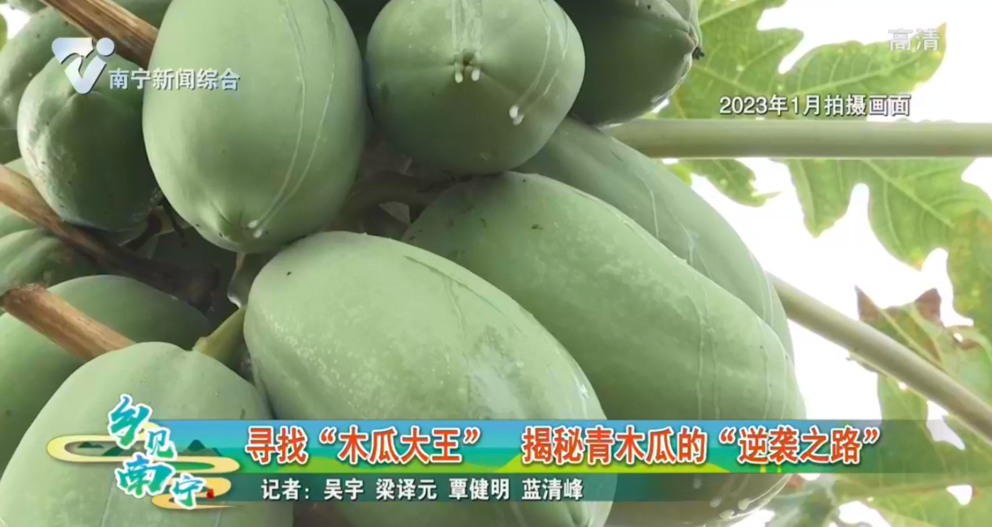 寻找“木瓜大王” 揭秘青木瓜的“逆袭之路”