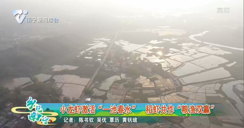 小龙虾激活“一池春水” 稻虾共作“粮渔双赢”