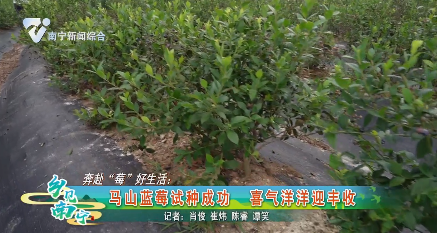 奔赴“莓”好生活：马山蓝莓试种成功 喜气洋洋迎丰收