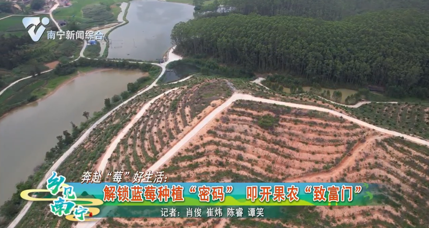 奔赴“莓”好生活：解锁蓝莓种植“密码” 叩开果农“致富门”