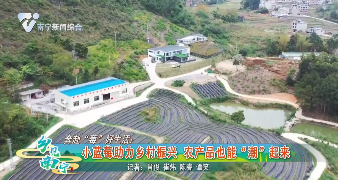 奔赴“莓”好生活：小蓝莓助力乡村振兴 农产品也能“潮”起来