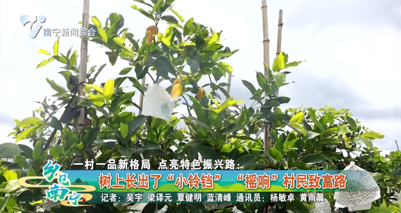 一村一品新格局 点亮特色振兴路：树上长出了“小铃铛”  “摇响”村民致富路