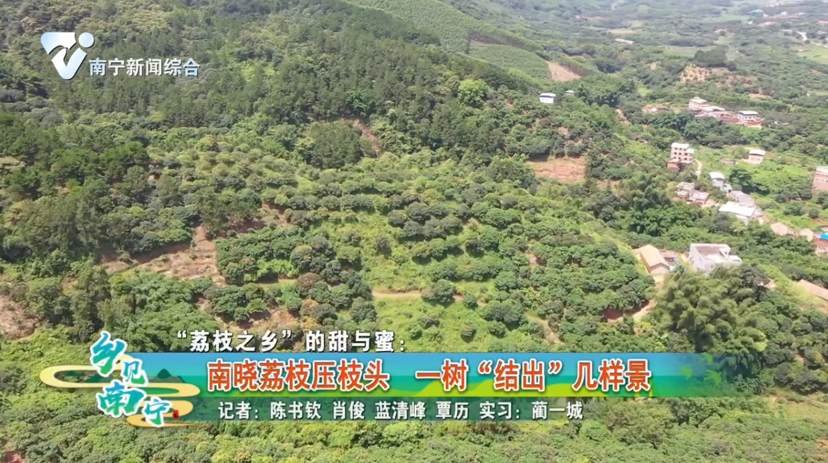 “荔枝之乡”的甜与蜜：南晓荔枝压枝头 一树“结出”几样景