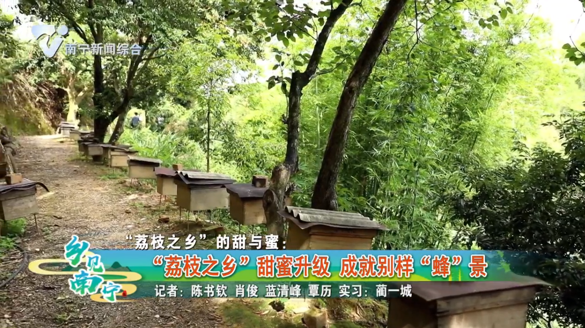 “荔枝之乡”的甜与蜜：“荔枝之乡”甜蜜升级 成就别样“蜂”景