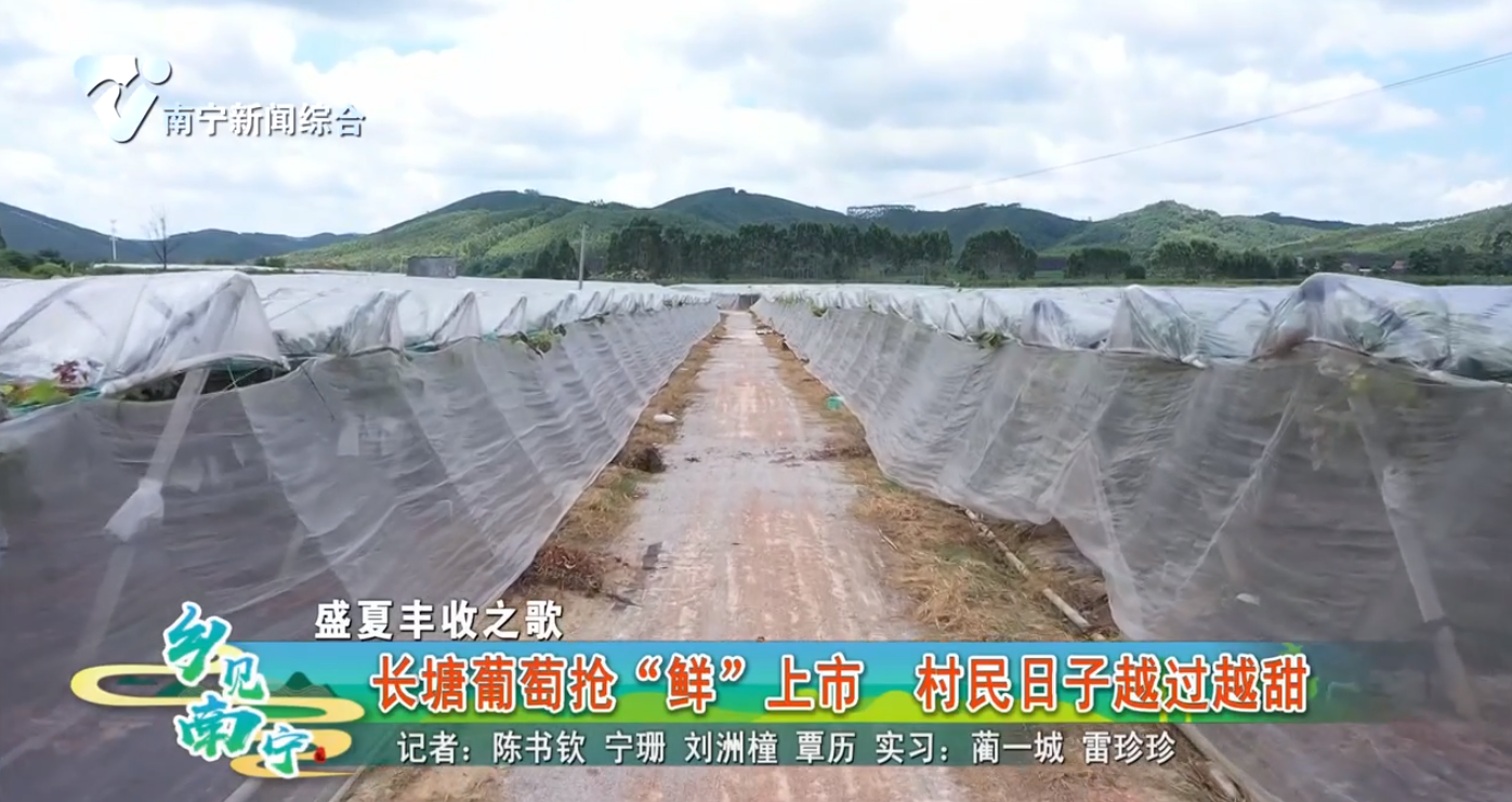 【盛夏丰收之歌】长塘葡萄抢“鲜”上市 村民日子越过越甜