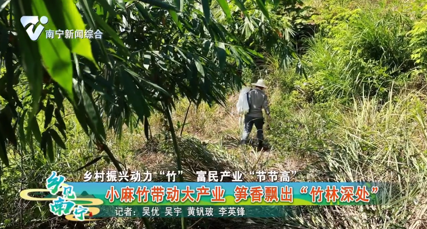 【乡村振兴动力“竹” 富民产业“节节高”】小麻竹带动大产业 笋香飘出“竹林深处”