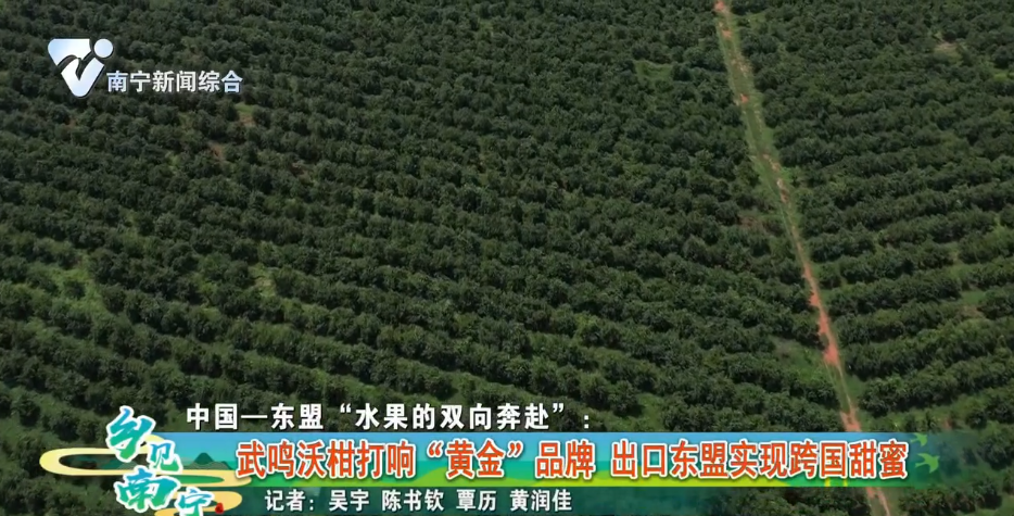 中国——东盟“水果的双向奔赴”：武鸣沃柑打响“黄金”品牌 出口东盟实现跨国甜蜜