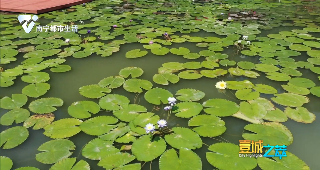 千株睡莲清香迎客 让人流“莲”忘返
