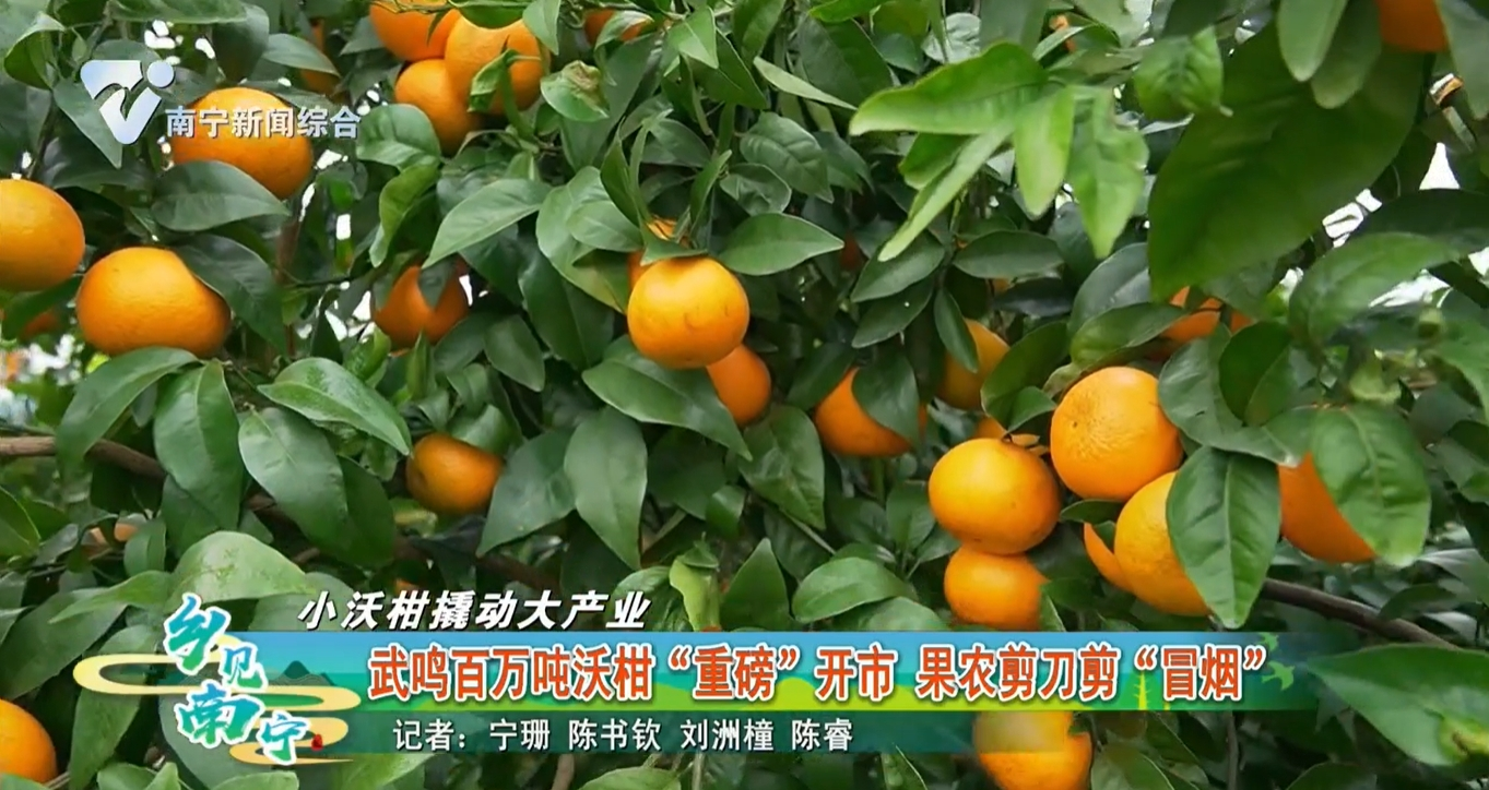【小沃柑撬动大产业】武鸣百万吨沃柑“重磅”开市 果农剪刀剪“冒烟”