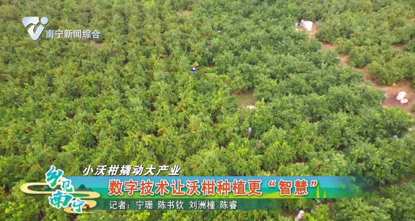 【小沃柑撬动大产业】数字技术让沃柑种植更“智慧”
