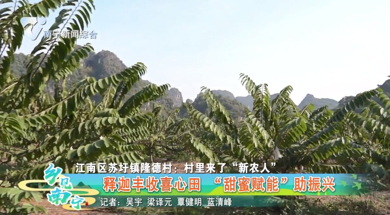 【江南区苏坪镇隆德村:村里来了“新农人”】 释迦丰收喜心田 “甜蜜赋能”助振兴