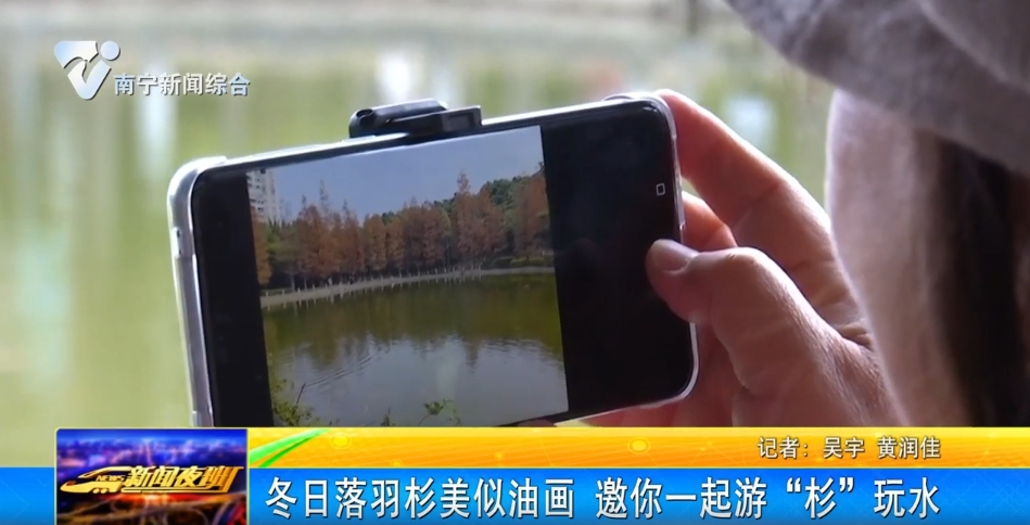 冬日落羽杉美似油畫  邀你一起游“杉”玩水