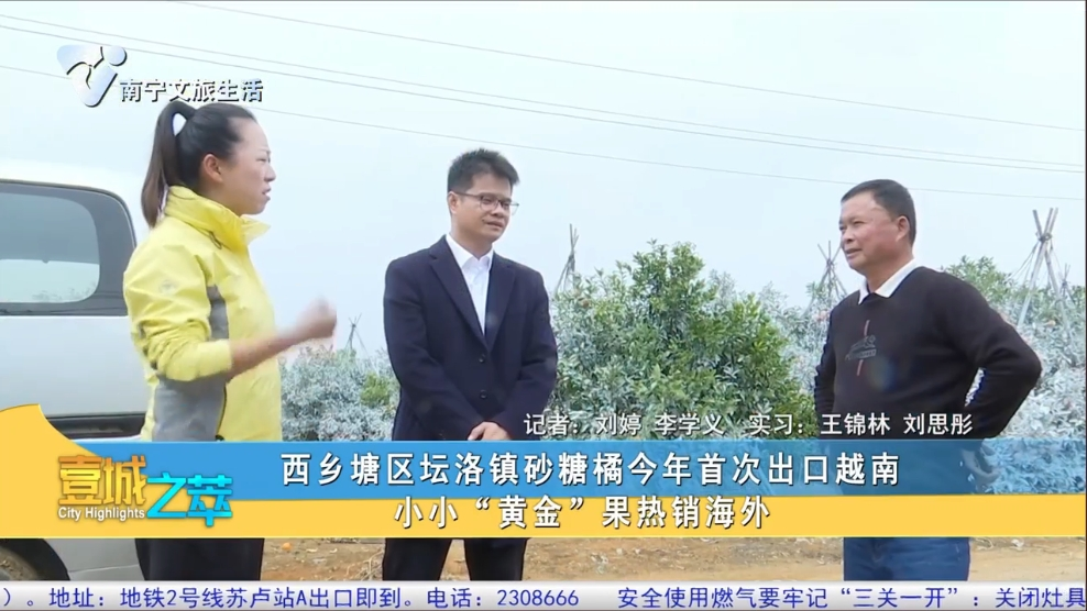 西乡塘区坛洛镇砂糖橘今年首次出口越南小小“黄金”果热销海外