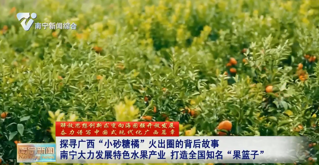探尋廣西“小砂糖橘”火出圈的背后故事  南寧大力發展特色水果產業  打造全國知名“果籃子” 