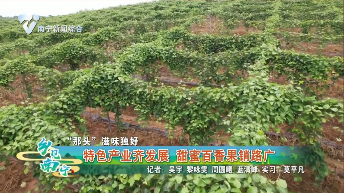 【“那头”滋味独好】特色产业齐发展 甜蜜百香果销路广