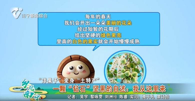 【“洋果子”变身“土特产”】一颗“钻石”坚果的自述：我从这里来