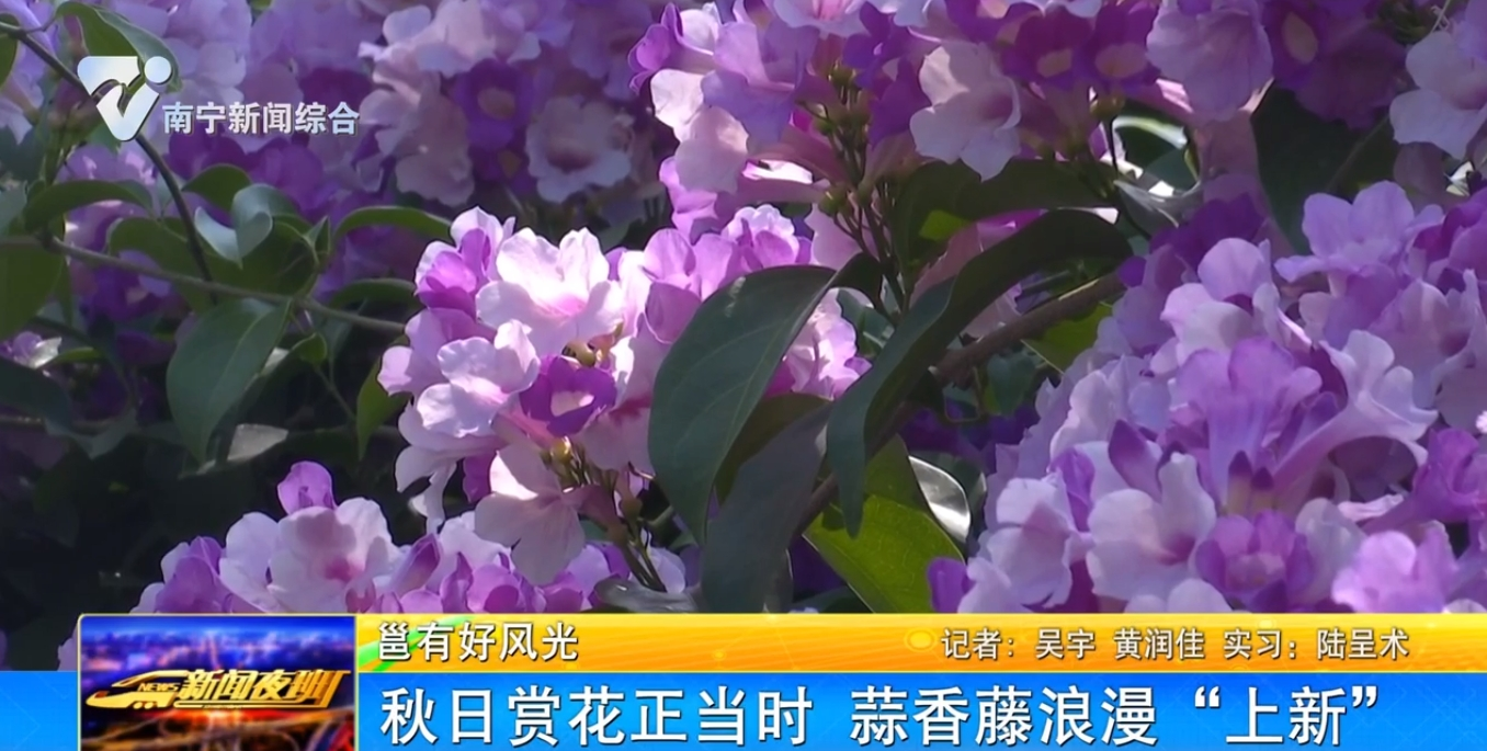 【邕有好风光】秋日赏花正当时 蒜香藤浪漫“上新” 