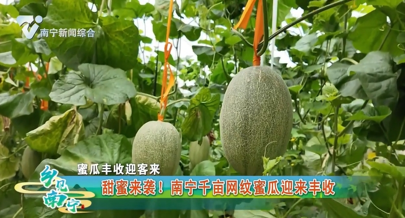 【蜜瓜丰收迎客来】甜蜜来袭！南宁千亩网纹蜜瓜迎来丰收