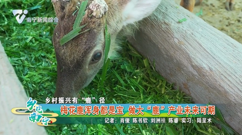 【乡村振兴有“鹿”径】梅花鹿浑身都是宝 做大“鹿”产业未来可期