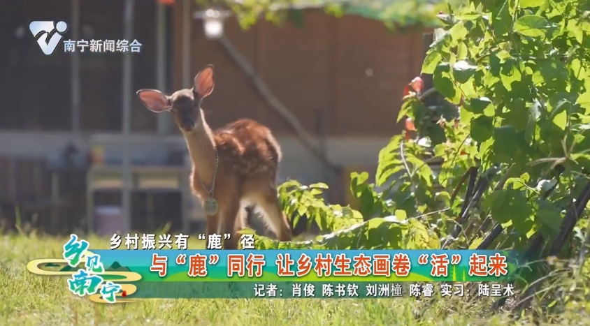 【乡村振兴有“鹿”径】与“鹿”同行 让乡村生态画卷“活”起来