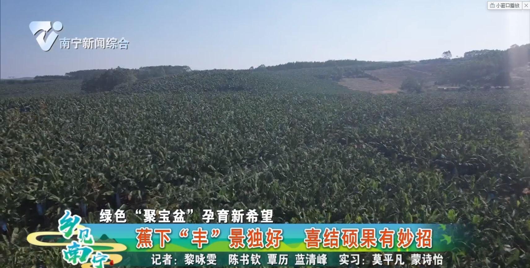 【绿色“聚宝盆”孕育新希望】蕉下“丰”景独好 喜结硕果有妙招