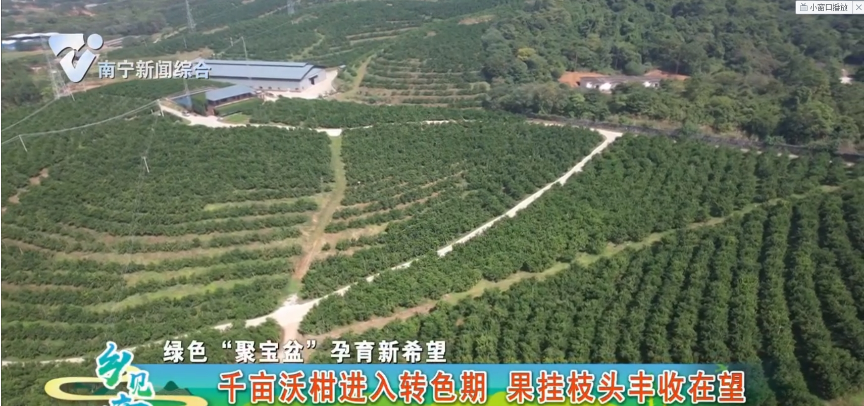 【绿色“聚宝盆”孕育新希望】千亩沃柑进入转色期 果挂枝头丰收在望