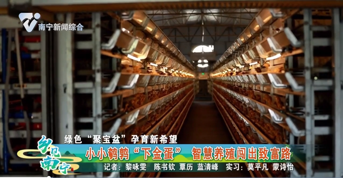 【绿色“聚宝盆”孕育新希望】小小鹌鹑“下金蛋” 智慧养殖闯出致富路