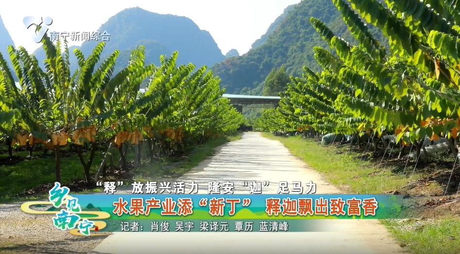 【“释”放振兴活力 隆安“迦”足马力】水果产业添“新丁”释迦飘出致富香