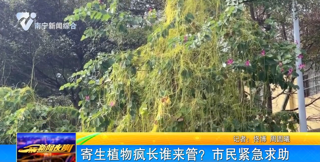 寄生植物疯长谁来管？市民紧急求助 