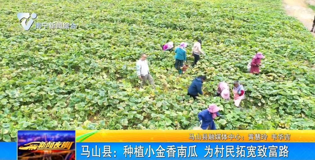 马山县：种植小金香南瓜 为村民拓宽致富路 